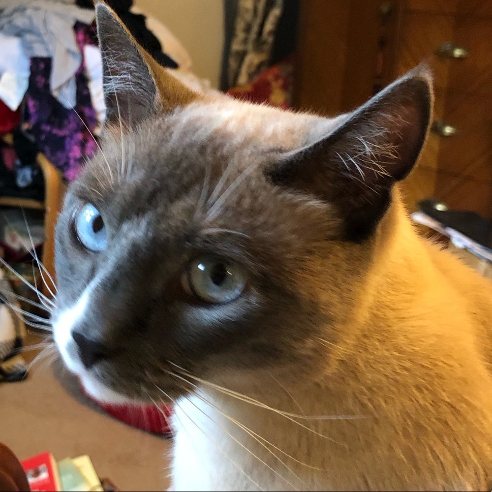 Meet your Posher, Carolyn